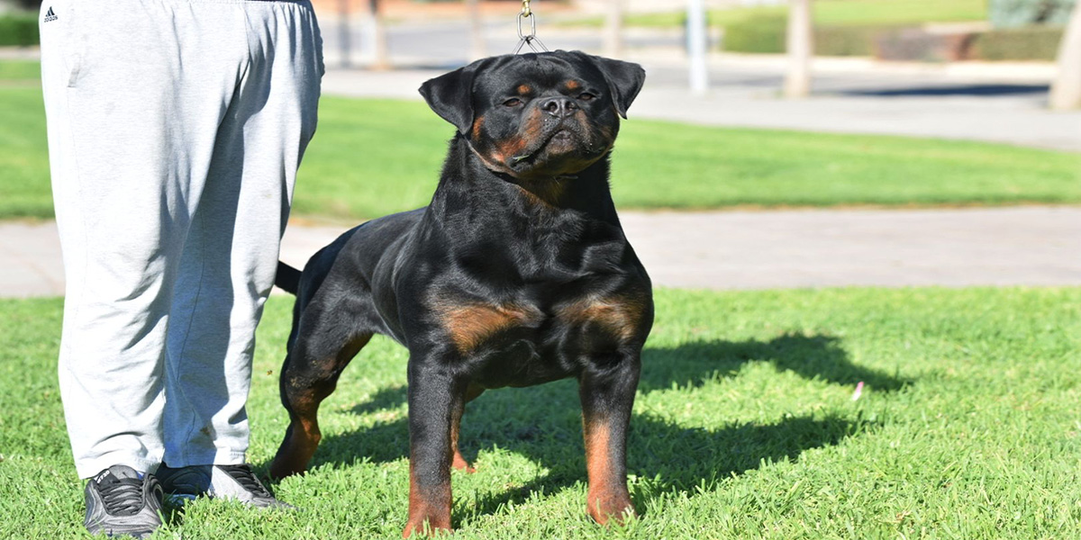 Turbo de Rottvale